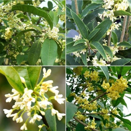 Ý nghĩa phong thủy và tác dụng của cây mộc hương